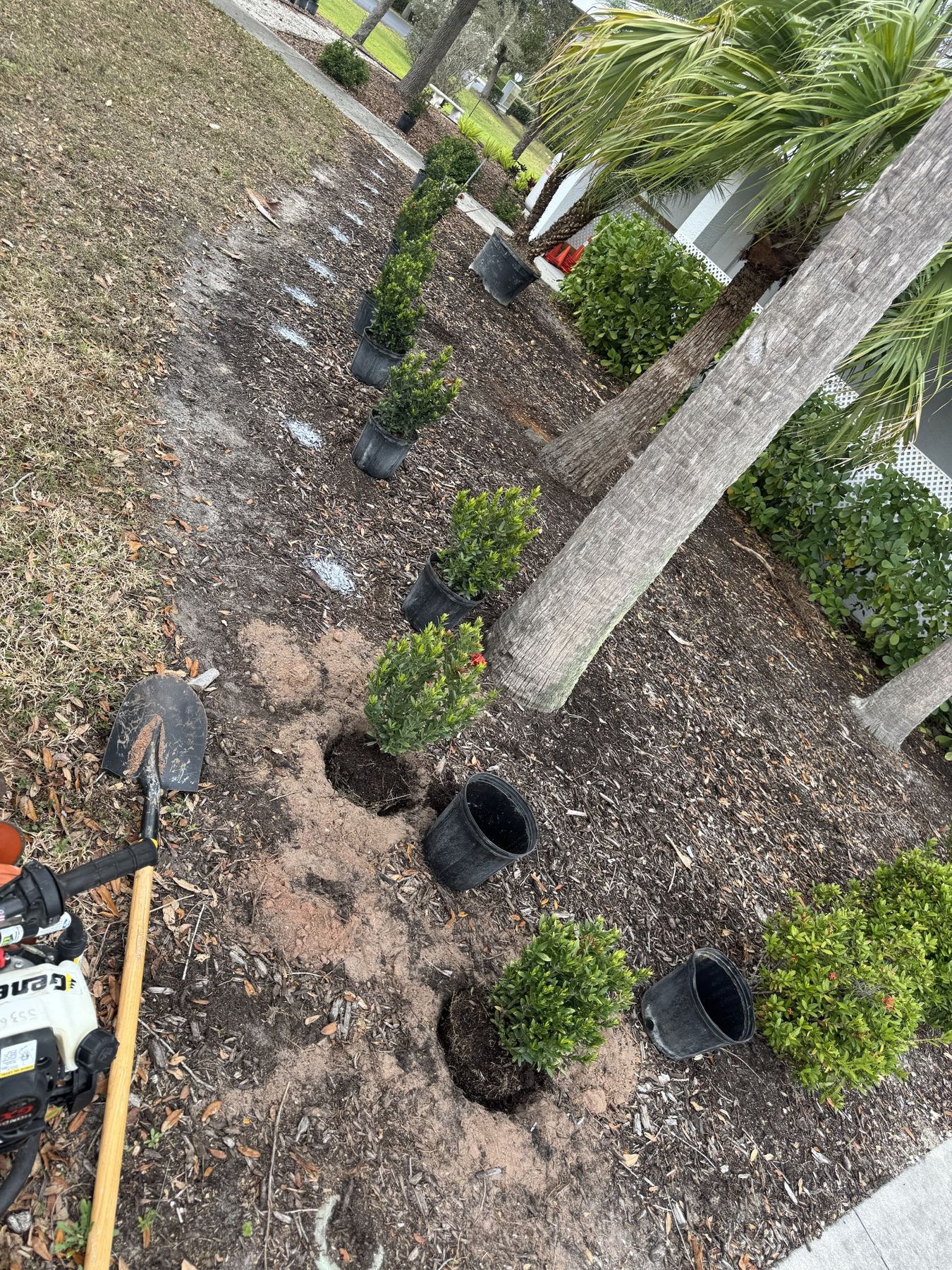 New shrub planting